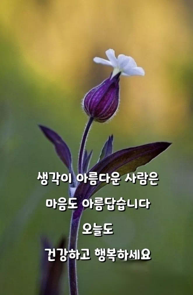 수요일 아침인사말 이미지 12가지 총정리