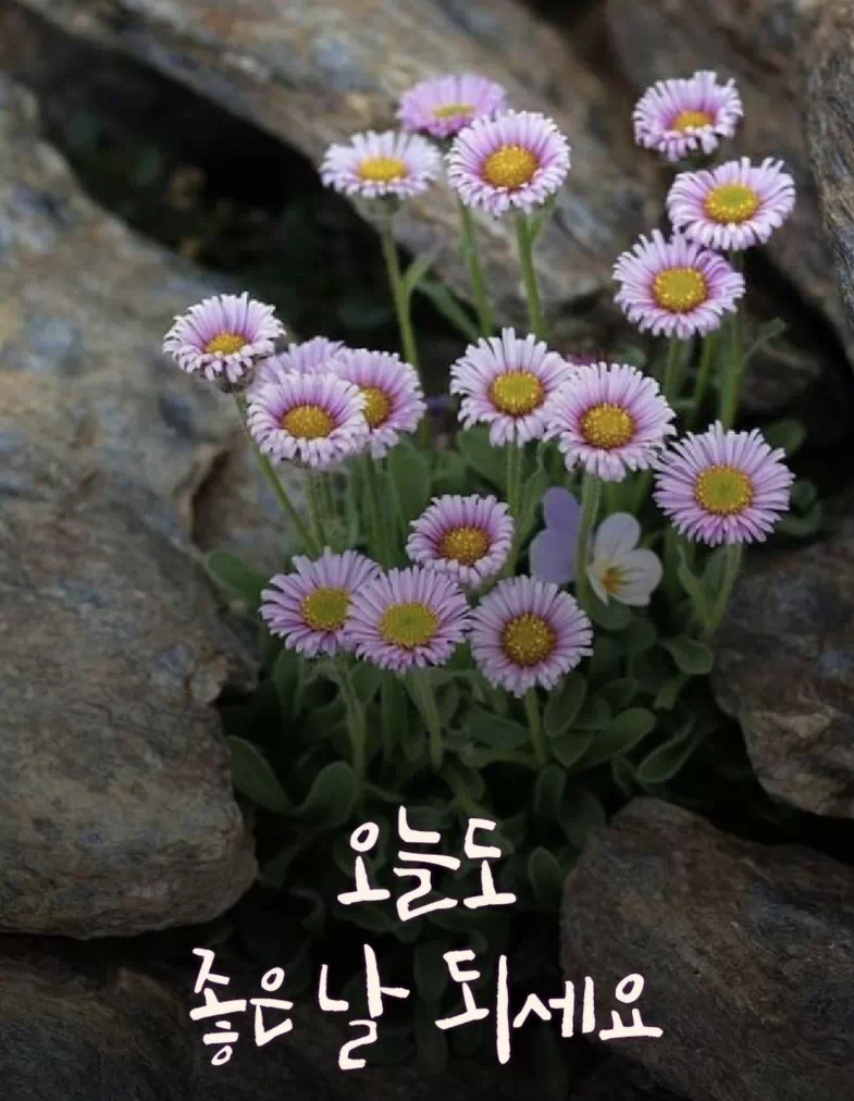 수요일 아침인사말 이미지 12가지 총정리