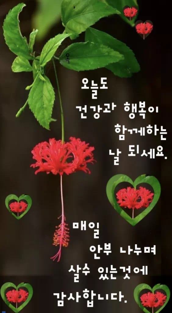수요일 아침인사말 이미지 12가지 총정리